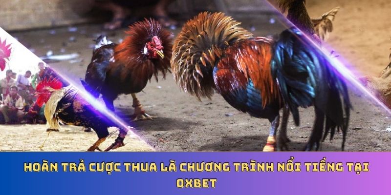 Hoàn trả cược thua là chương trình nổi tiếng tại Oxbet